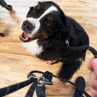 OTR Magnetic Pet Collar