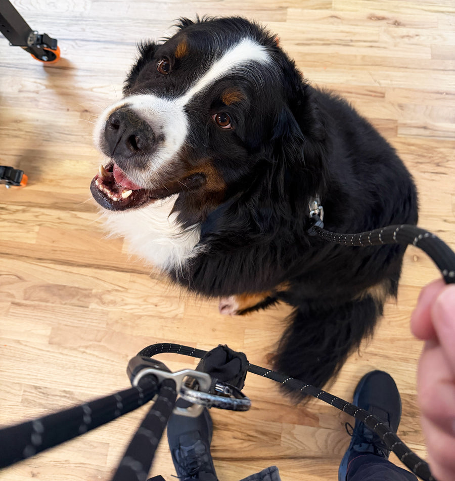 OTR Magnetic Pet Collar